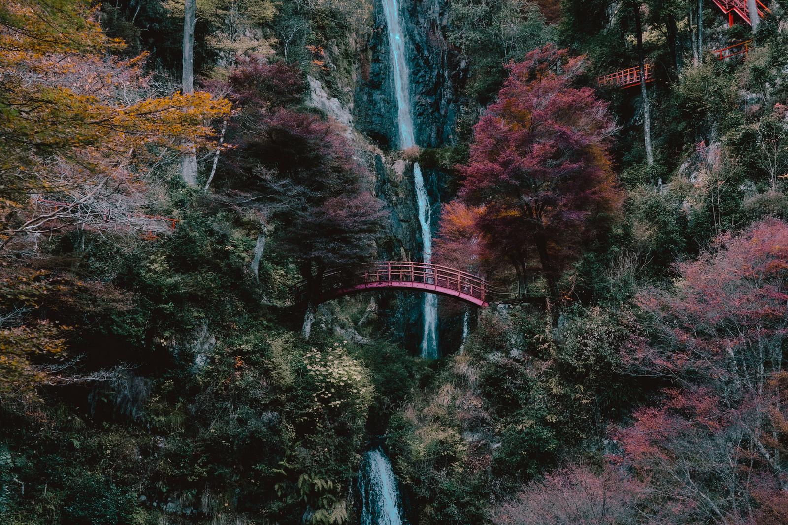 秋晴れの空の下、赤い橋からのぞむ五宝滝と紅葉に包まれた渓谷