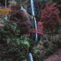 力強い幹と黄金色の葉が描く秋の物語～仰ぎ見た紅葉樹～の写真