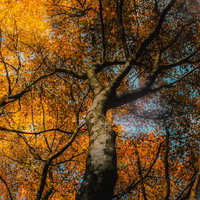 紅葉と木漏れ日が描く秋の輝き、下から見上げた大木の写真