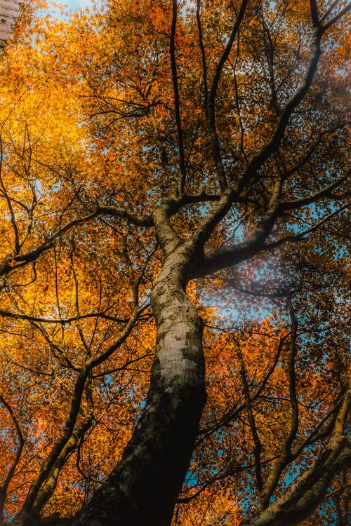 紅葉と木漏れ日が描く秋の輝き、下から見上げた大木