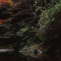 鮮烈な赤と絡み合う枝が描くツツジの群生と春の庭園風景の写真