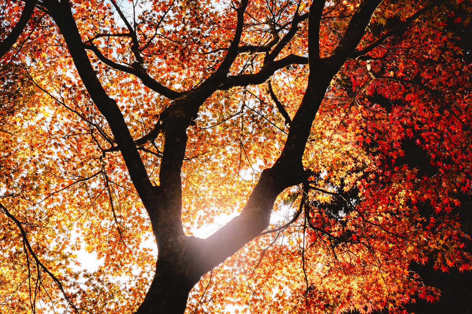 見上げた紅葉のモミジと木漏れ日