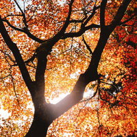 紅葉と深緑が共演する秋の渓流川辺の風景の写真