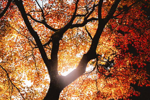 紅葉と深緑が共演する秋の渓流川辺の風景