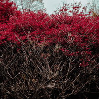 赤く色づいたツツジの枝葉が覆い尽くす花木の写真