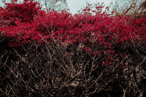 赤く色づいたツツジの枝葉が覆い尽くす花木