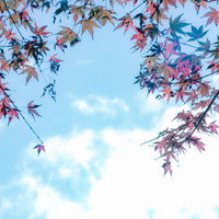 早朝の朝日を浴びて黄金色に輝くススキの草原の写真