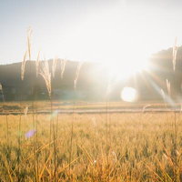 山間部に佇む通信塔と黄金色に染まる田園風景の写真