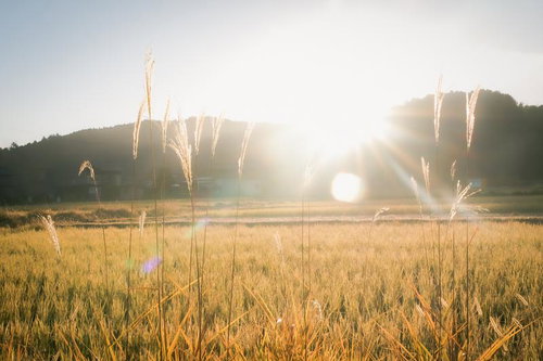 山間部に佇む通信塔と黄金色に染まる田園風景