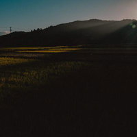 光と影が生む早朝の田園風景の写真