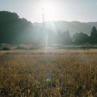 朝日が差し込む早朝の田園風景、金色に輝く稲穂と山々の写真