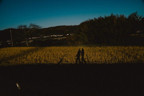 黄金色に染まる田んぼに映る2人の影