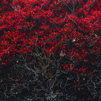 青空に映える紅葉のモミジが描く秋の表情と葉の色づきの写真