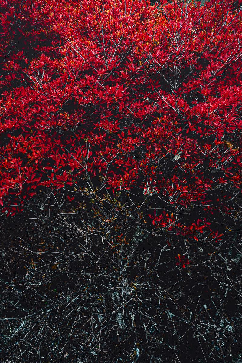 青空を背景に色づいたモミジの枝が垂れ下がっている写真