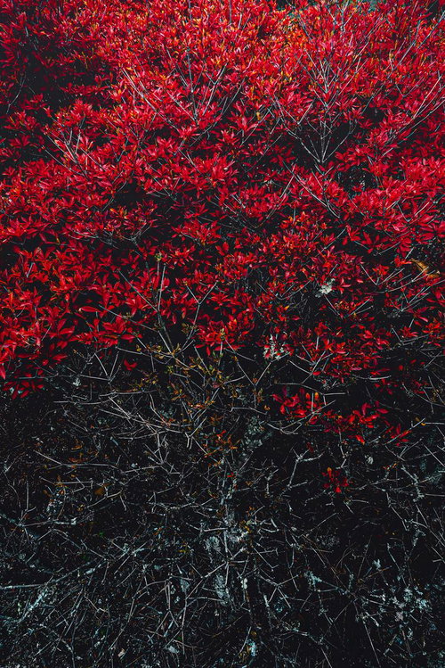 青空に映える紅葉のモミジが描く秋の表情と葉の色づき