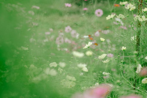 やわらかな陽射しに包まれるコスモスたち