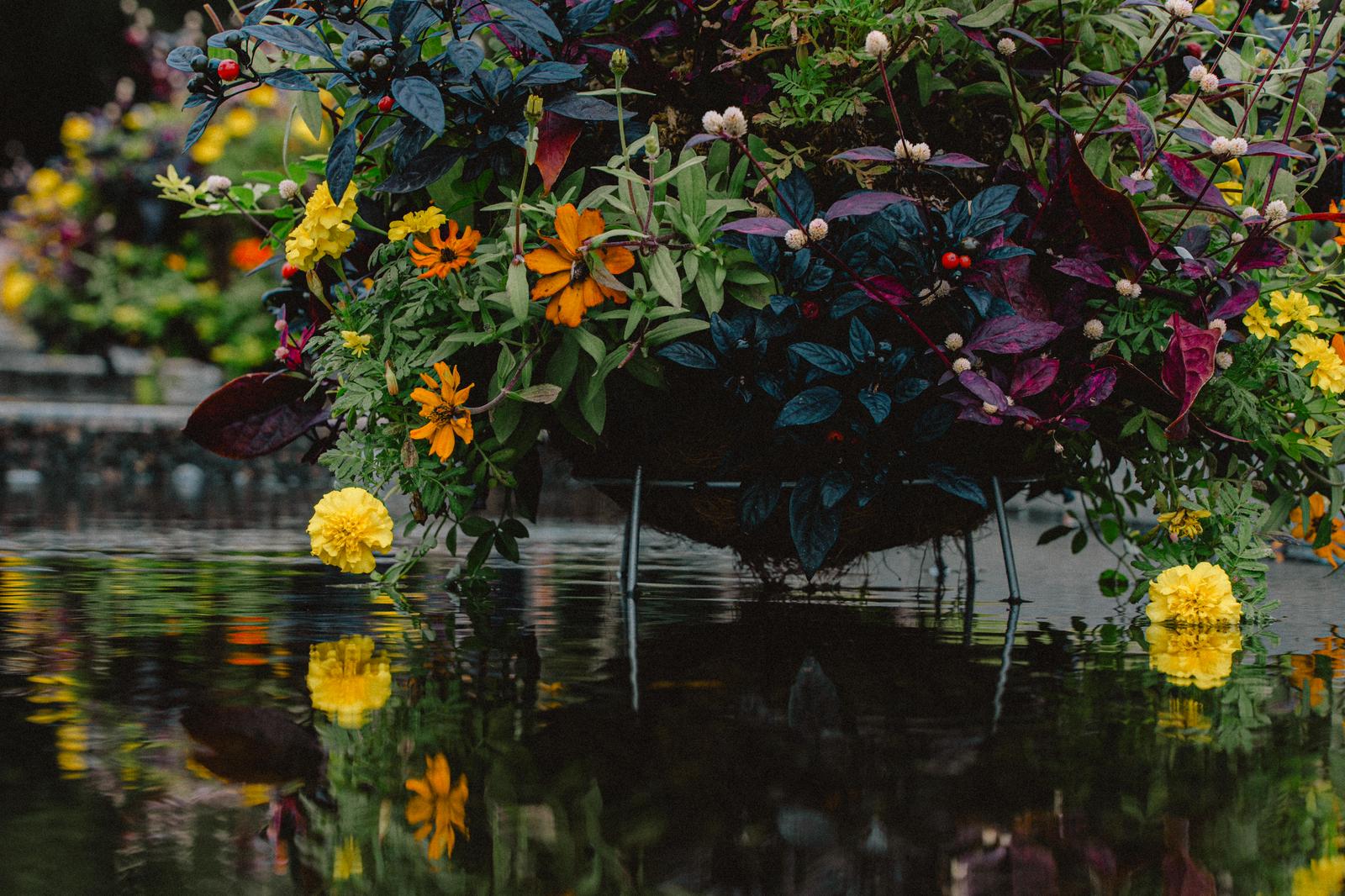 庭園の池のプランターに咲く秋の草花