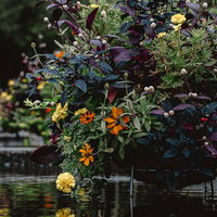 水辺に浮かぶ色彩豊かな花の写真