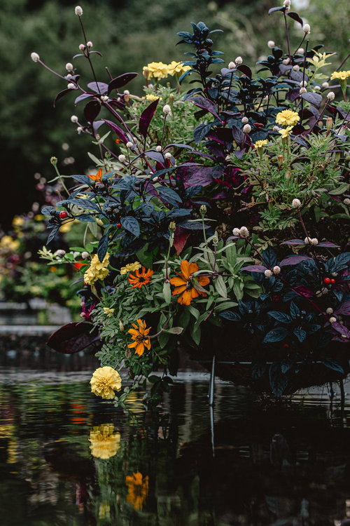 水辺に浮かぶ色彩豊かな花