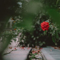 落ちた花びらが飾る小径と赤い薔薇の写真