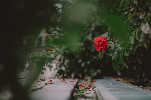 落ちた花びらが飾る小径と赤い薔薇