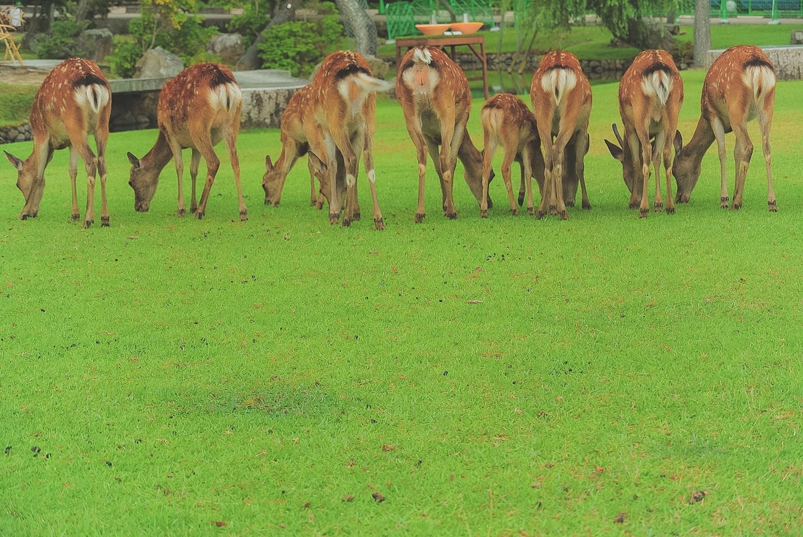 公園の芝生で横一列に並ぶ鹿の後ろ姿