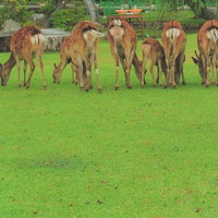横一列に並んだ鹿の後ろ姿 - 奈良の草原で群れをなす野生動物の写真