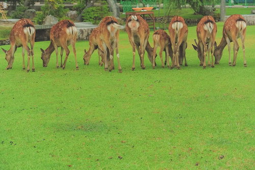 横一列に並んだ鹿の後ろ姿 - 奈良の草原で群れをなす野生動物