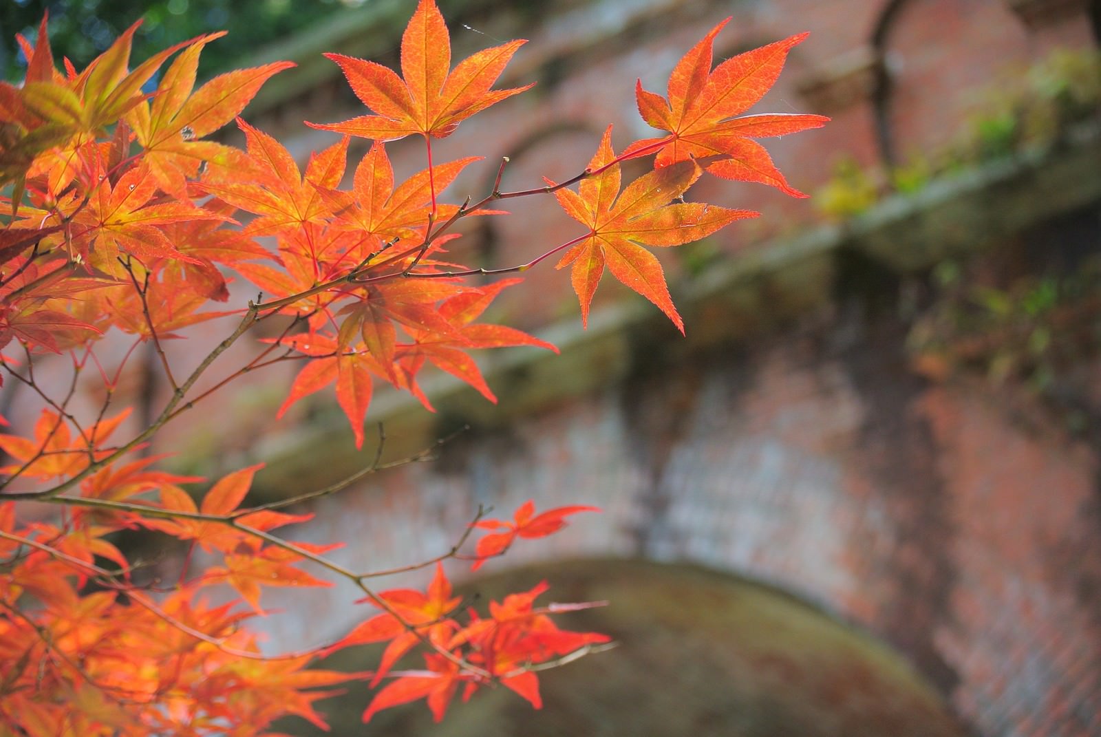 レンガ壁を背景にオレンジと赤に紅葉したもみじの枝