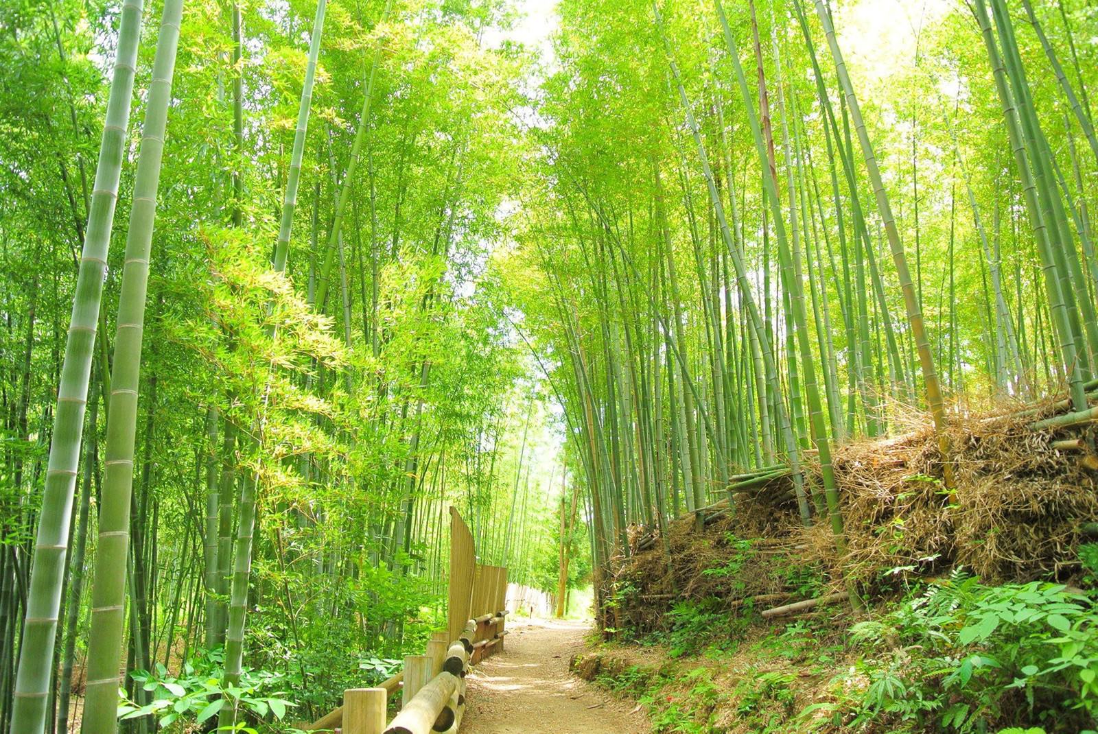 竹が両側に立ち並ぶ参道を奥へ向かって撮影した風景写真