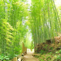 竹林の参道を行く～京都の緑深い竹林散策路の写真