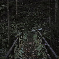 三頭山の薄暗い遊歩道とベンチ、森の小径の風景の写真
