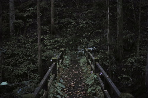 三頭山の薄暗い遊歩道とベンチ、森の小径の風景