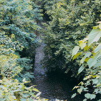 白子川の清流と樹木に囲まれた渓流風景を映す水面の写真