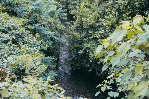 白子川の清流と樹木に囲まれた渓流風景を映す水面