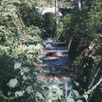 草木に囲まれた白子川の流れの写真