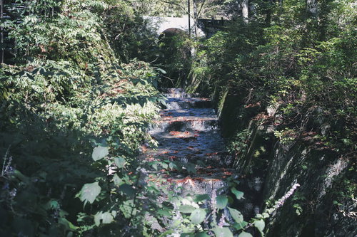 草木に囲まれた白子川の流れ