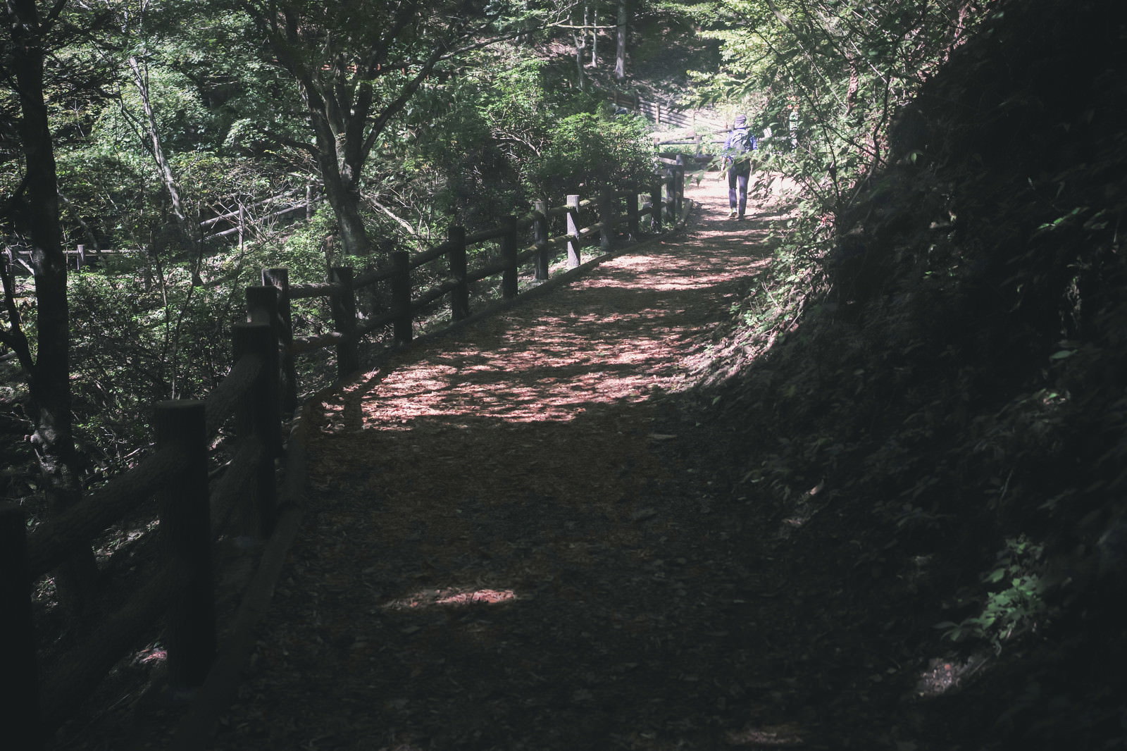 緑豊かな森林の中を通る遊歩道に木漏れ日が差し込んでいる