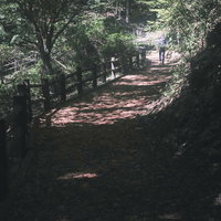 三頭山のセラピーロード、木漏れ日が差し込む山道の写真