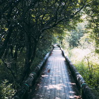木々のトンネルが続く遊歩道の散歩コースの写真