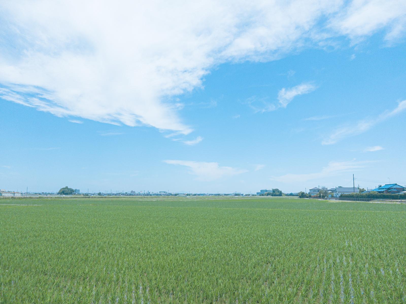 青空の下、緑色に育った稲が広がる田園風景
