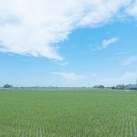 広がる青空と初夏の田園風景 緑の稲穂と白い雲の写真