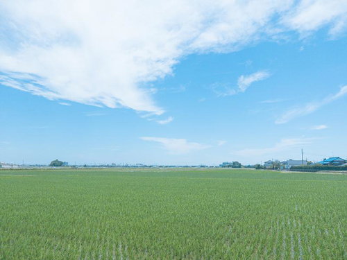 広がる青空と初夏の田園風景 緑の稲穂と白い雲