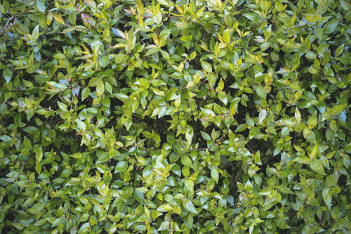 植栽の葉のテクスチャ - 庭木の緑色の葉が密集した背景