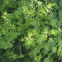 上から覗き込んだ草むらのテクスチャの写真