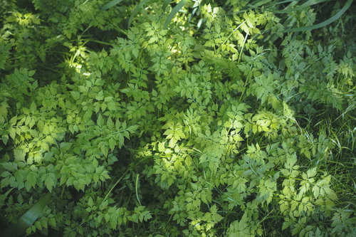上から覗き込んだ草むらのテクスチャ