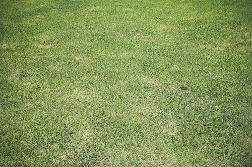 均一に広がる緑の芝生のテクスチャ素材