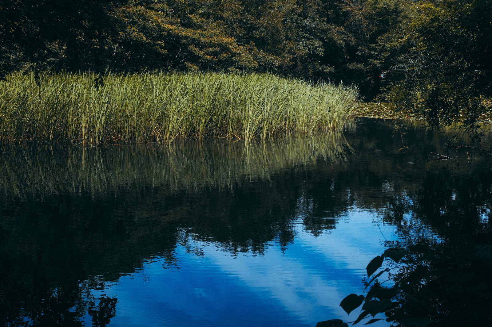 石神井公園の池に青空が映り込み、周囲に葦が茂る自然豊かな風景