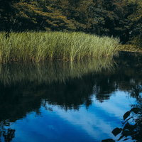 石神井公園の池に映る青空と葦の風景の写真