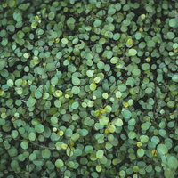 小さい葉が密集したテクスチャーの写真